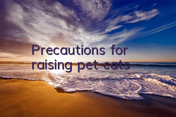 Precautions for raising pet cats