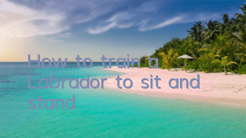How to train a Labrador to sit and stand