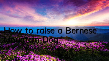 How to raise a Bernese Mountain Dog
