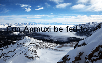 Can Anmuxi be fed to cats?