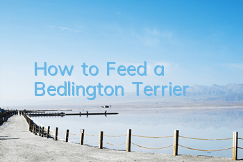 How to Feed a Bedlington Terrier