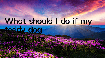 What should I do if my teddy dog ​​doesn’t like to eat?
