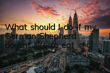 What should I do if my German Shepherd doesn’t like to eat?