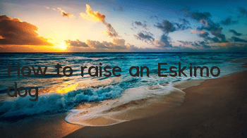 How to raise an Eskimo dog