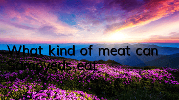 What kind of meat can Samoyeds eat?
