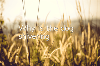Why is the dog shivering?