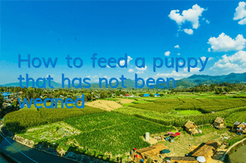 How to feed a puppy that has not been weaned