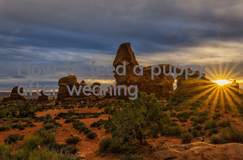 How to feed a puppy after weaning
