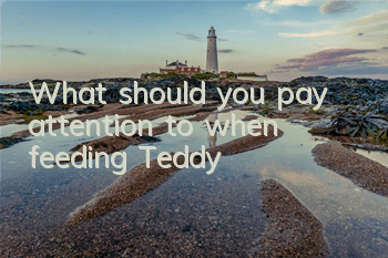 What should you pay attention to when feeding Teddy?