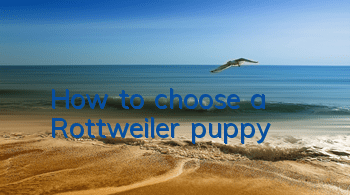 How to choose a Rottweiler puppy?