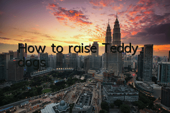 How to raise Teddy dogs