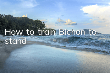 How to train Bichon to stand