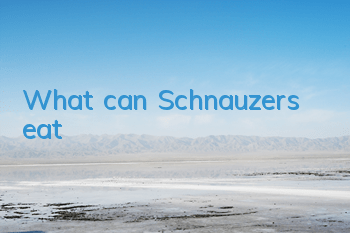 What can Schnauzers eat?