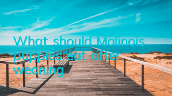 What should Malinois puppies eat after weaning?