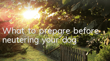 What to prepare before neutering your dog