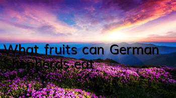 What fruits can German Shepherds eat?