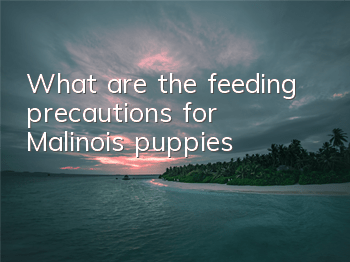 What are the feeding precautions for Malinois puppies?