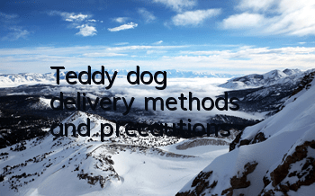 Teddy dog ​​delivery methods and precautions