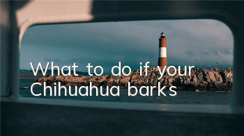What to do if your Chihuahua barks