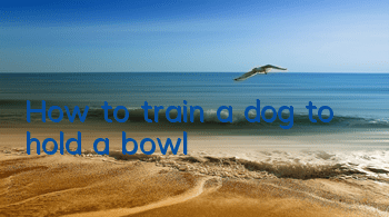 How to train a dog to hold a bowl
