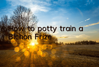 How to potty train a Bichon Frize