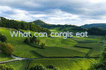 What can corgis eat