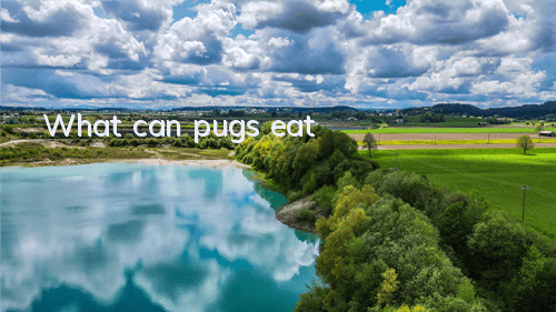 What can pugs eat?