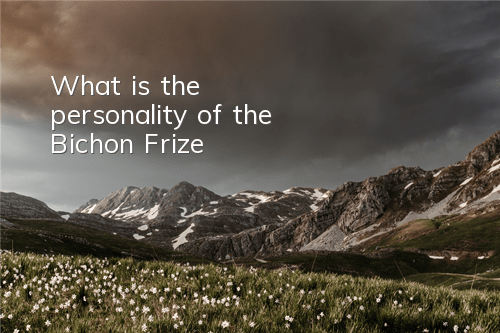 What is the personality of the Bichon Frize?