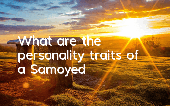 What are the personality traits of a Samoyed?