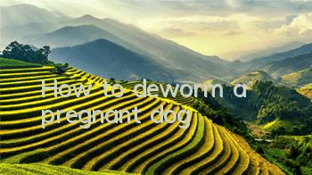 How to deworm a pregnant dog