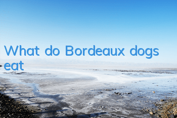 What do Bordeaux dogs eat?