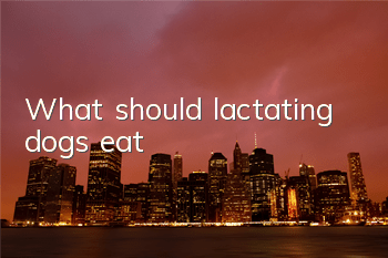 What should lactating dogs eat?