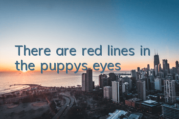 TThere are red lines in the puppy's eyes