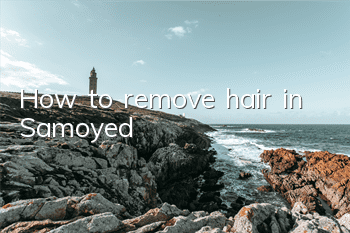 How to remove hair in Samoyed