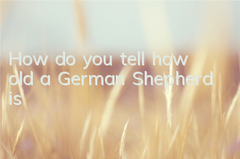 How do you tell how old a German Shepherd is?