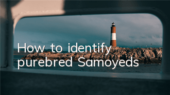 How to identify purebred Samoyeds