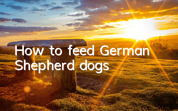How to feed German Shepherd dogs