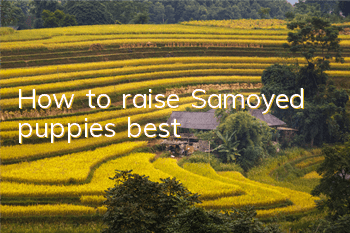 How to raise Samoyed puppies best