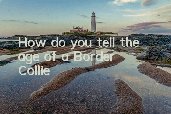 How do you tell the age of a Border Collie?