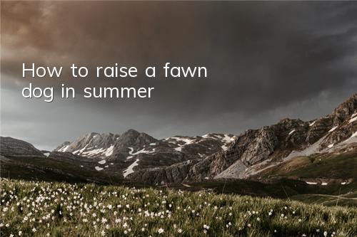 How to raise a fawn dog in summer