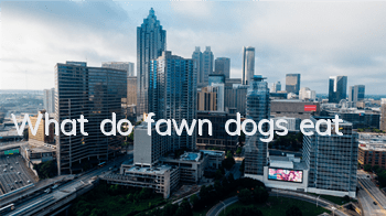 What do fawn dogs eat?
