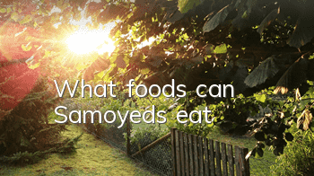 What foods can Samoyeds eat?