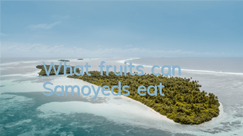 What fruits can Samoyeds eat?