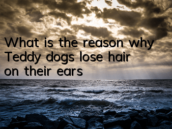 What is the reason why Teddy dogs lose hair on their ears?