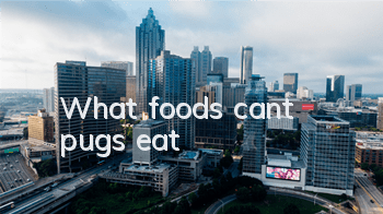 What foods can’t pugs eat?