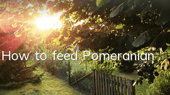 How to feed Pomeranian