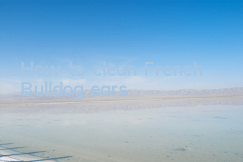 How to clean French Bulldog ears