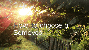 How to choose a Samoyed