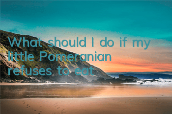 What should I do if my little Pomeranian refuses to eat?