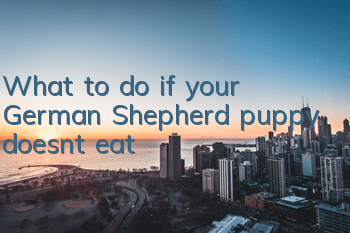 What to do if your German Shepherd puppy doesn’t eat